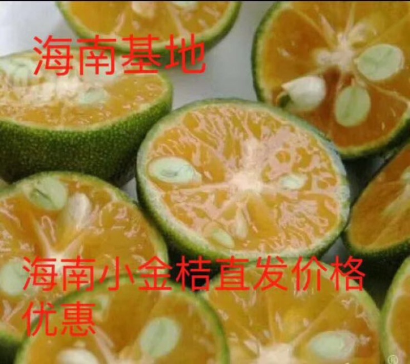 金桔5~5.5cm