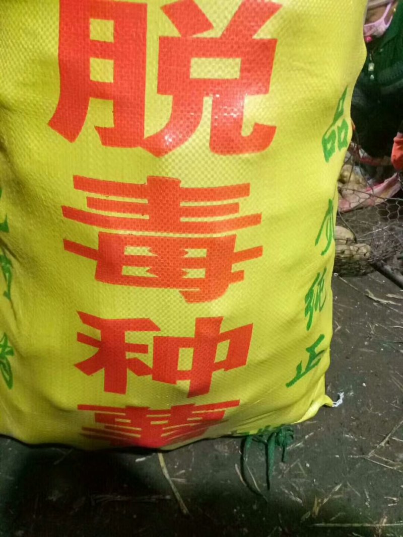中薯5号土豆