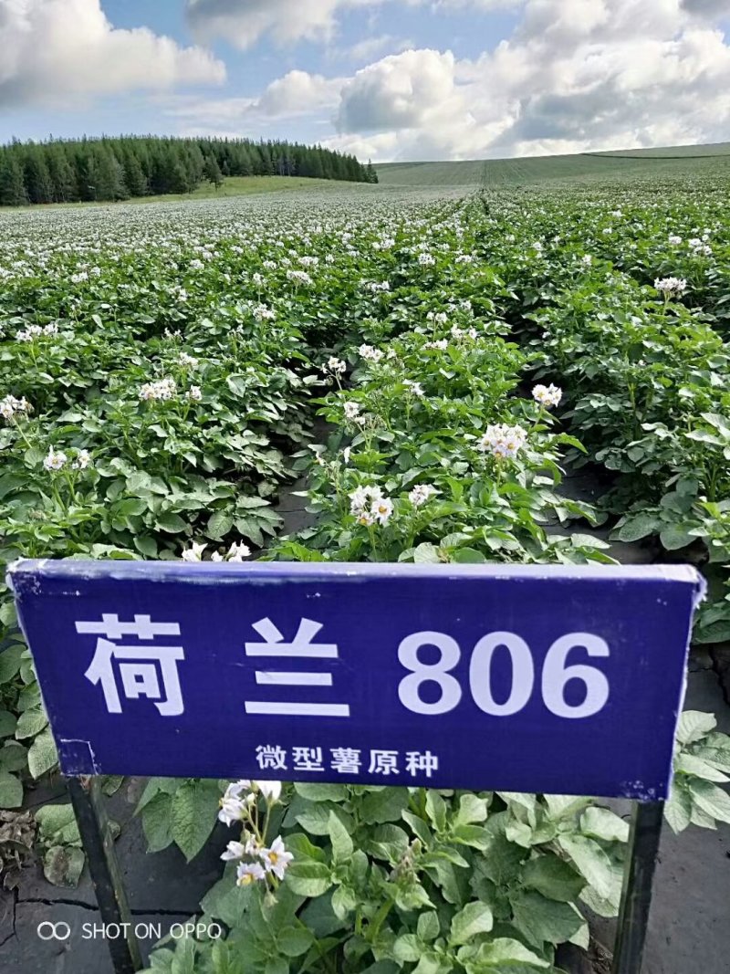 中薯5号土豆