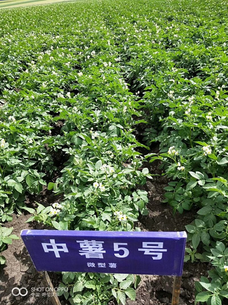 中薯5号土豆