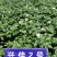 中薯5号土豆