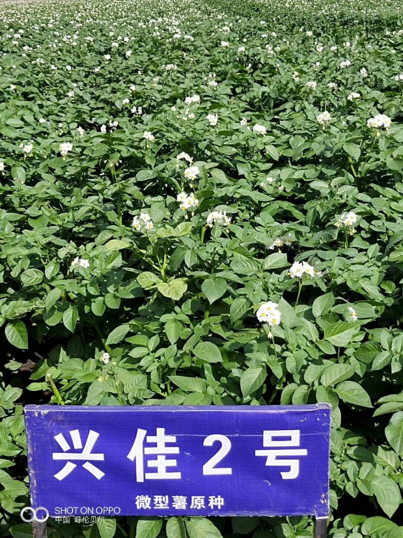 中薯5号土豆