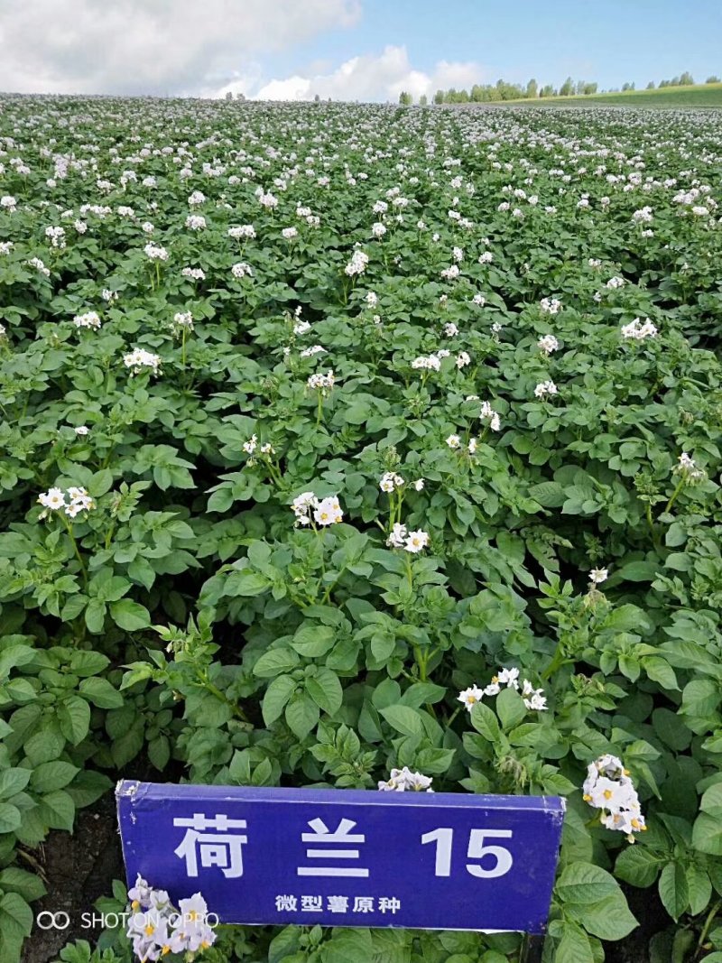 中薯5号土豆