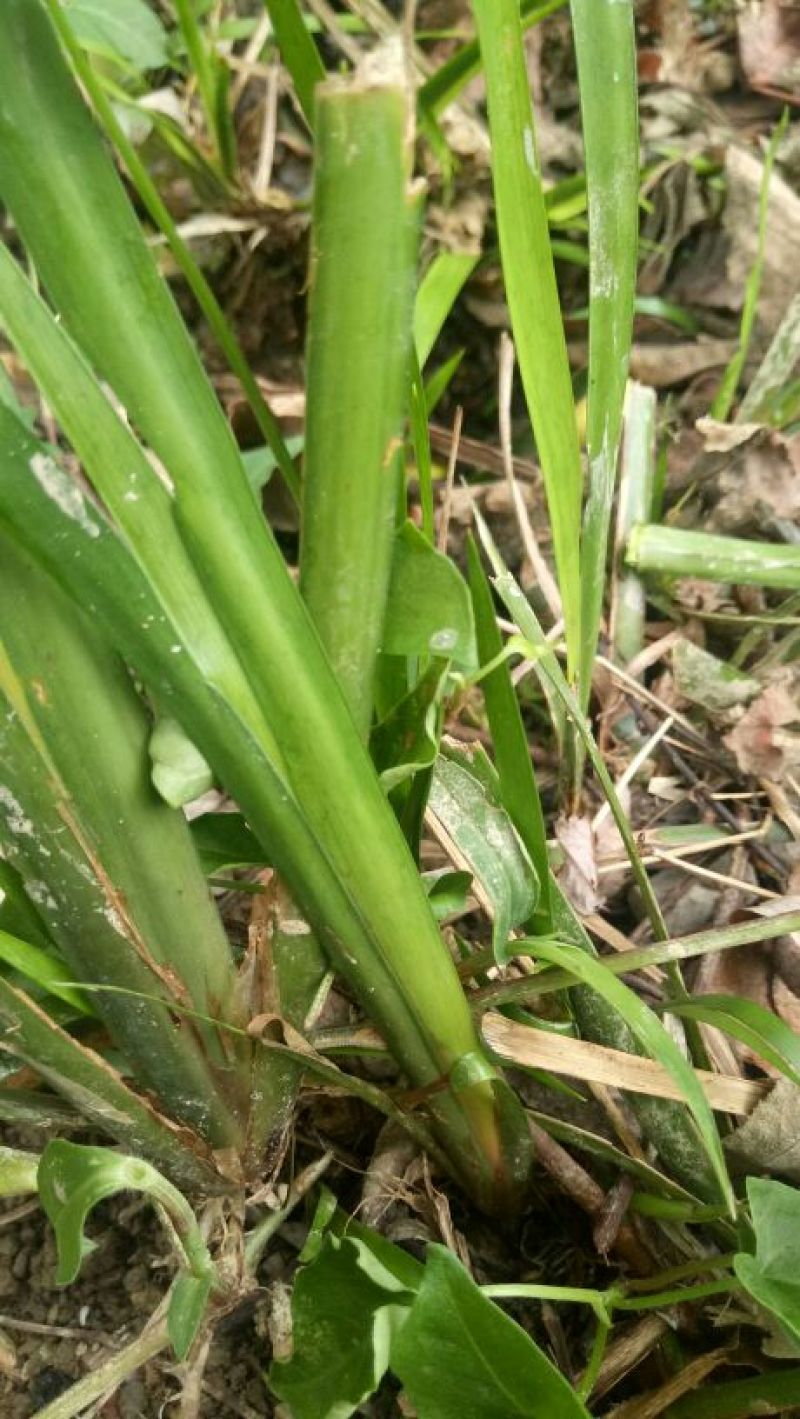 石菖蒲