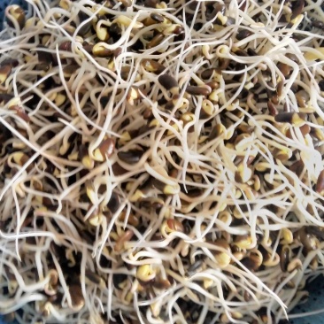 豆芽豆苗技术