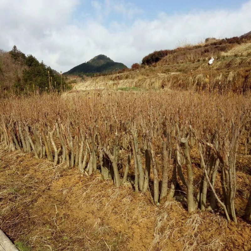 映山红树桩盆景绿化工程苗占地苗