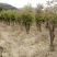 映山红树桩盆景绿化工程苗占地苗