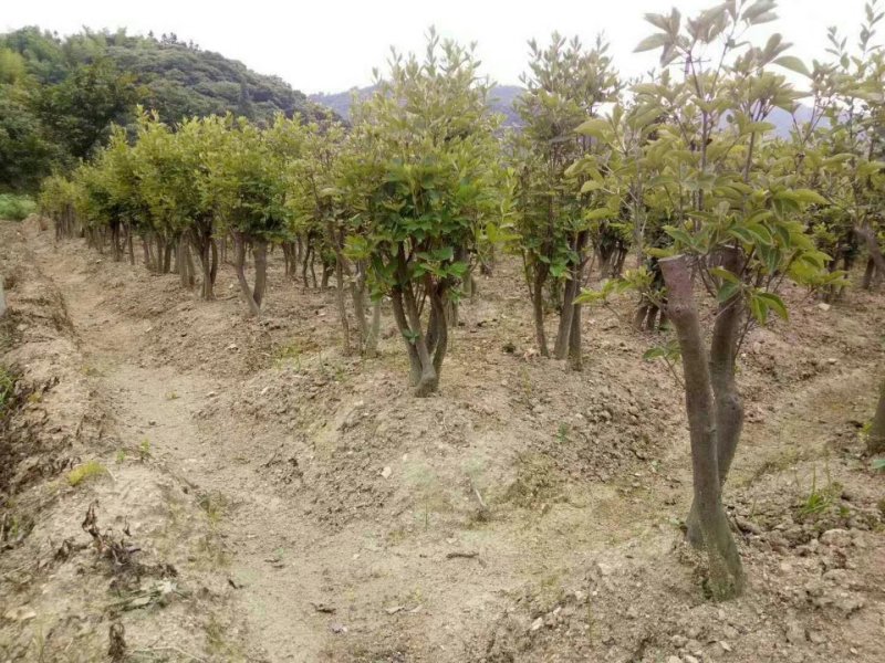 映山红树桩盆景绿化工程苗占地苗
