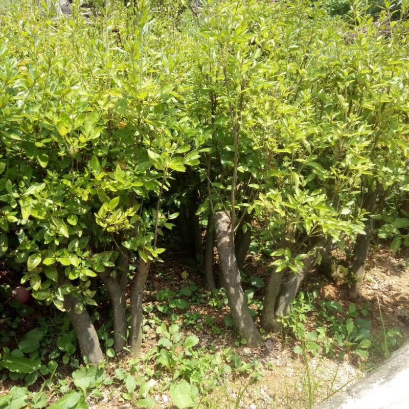 映山红树桩盆景绿化工程苗占地苗