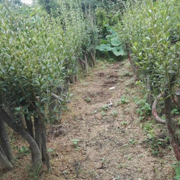 映山红树桩盆景绿化工程苗占地苗