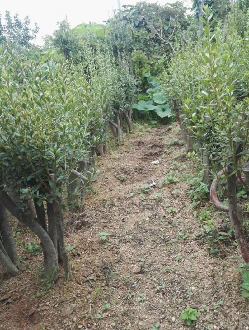 映山红树桩盆景绿化工程苗占地苗