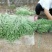 长豆角新乐市豆角8月5号大量上市欢迎新老客户前来选购