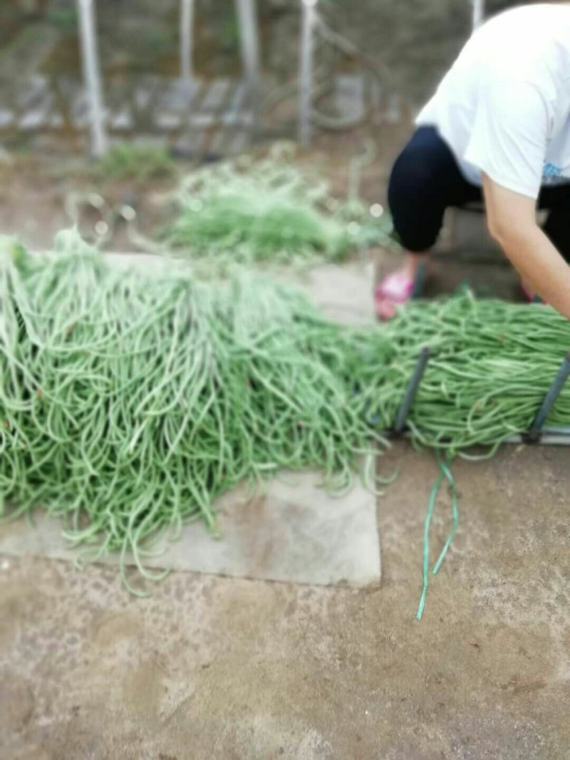 长豆角新乐市豆角8月5号大量上市欢迎新老客户前来选购