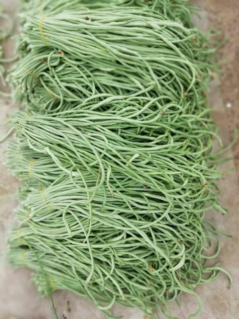 长豆角新乐市豆角8月5号大量上市欢迎新老客户前来选购