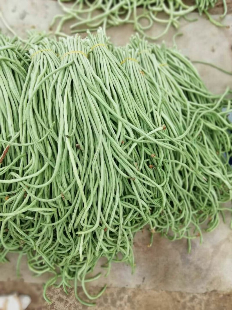 长豆角新乐市豆角8月5号大量上市欢迎新老客户前来选购