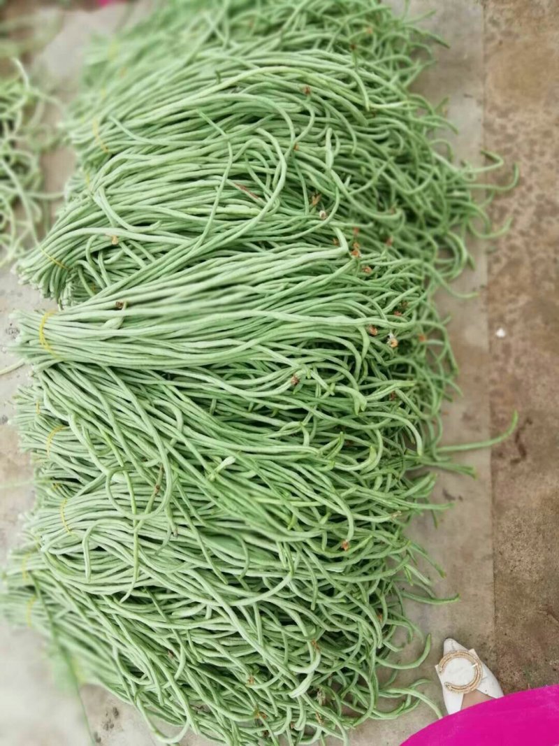 长豆角新乐市豆角8月5号大量上市欢迎新老客户前来选购