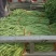 长豆角新乐市豆角8月5号大量上市欢迎新老客户前来选购