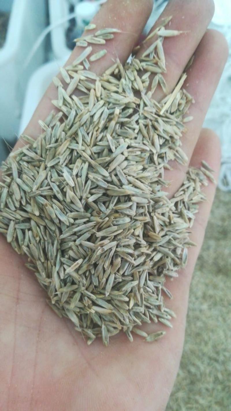 多年生黑麦草种子进口亩用量3到五斤包邮