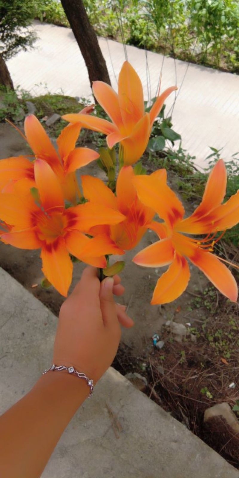 黄花菜苗萱草苗黄花菜苗观赏四季种植苗庭院阳台盆地栽南
