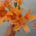 黄花菜苗萱草苗黄花菜苗观赏四季种植苗庭院阳台盆地栽南