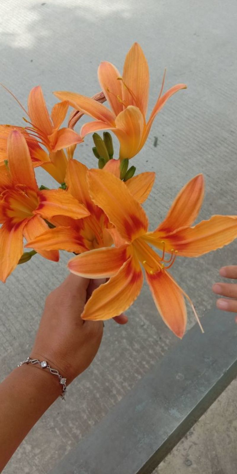 黄花菜苗萱草苗黄花菜苗观赏四季种植苗庭院阳台盆地栽南