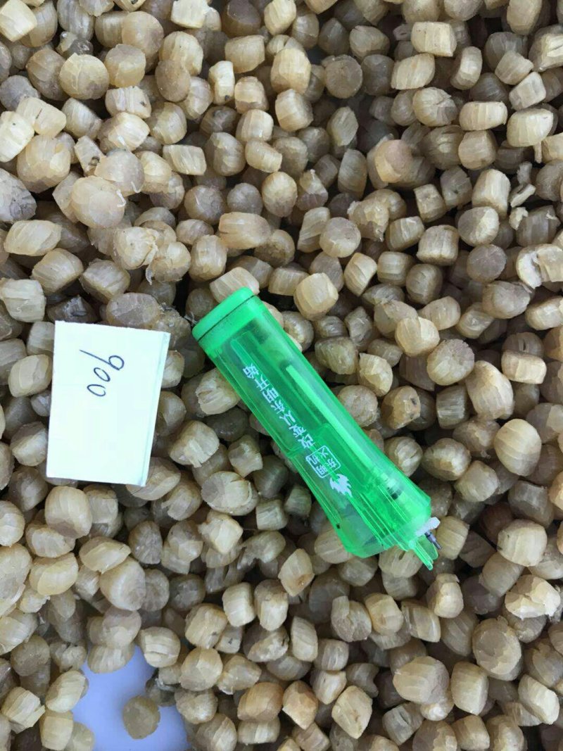 虾夷扇贝