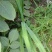 黄花菜苗萱草苗黄花菜苗观赏四季种植苗庭院阳台盆地栽南