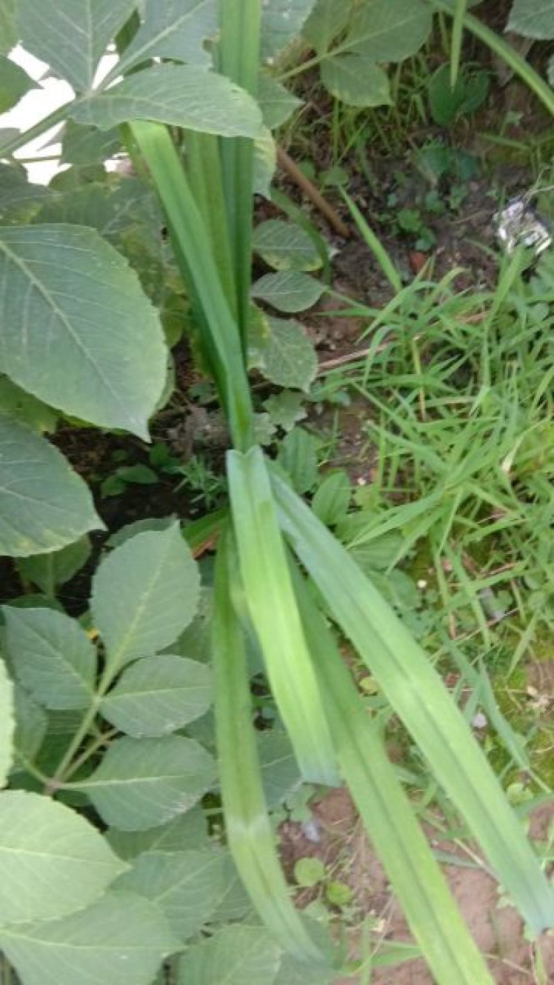 黄花菜苗萱草苗黄花菜苗观赏四季种植苗庭院阳台盆地栽南