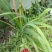黄花菜苗萱草苗黄花菜苗观赏四季种植苗庭院阳台盆地栽南