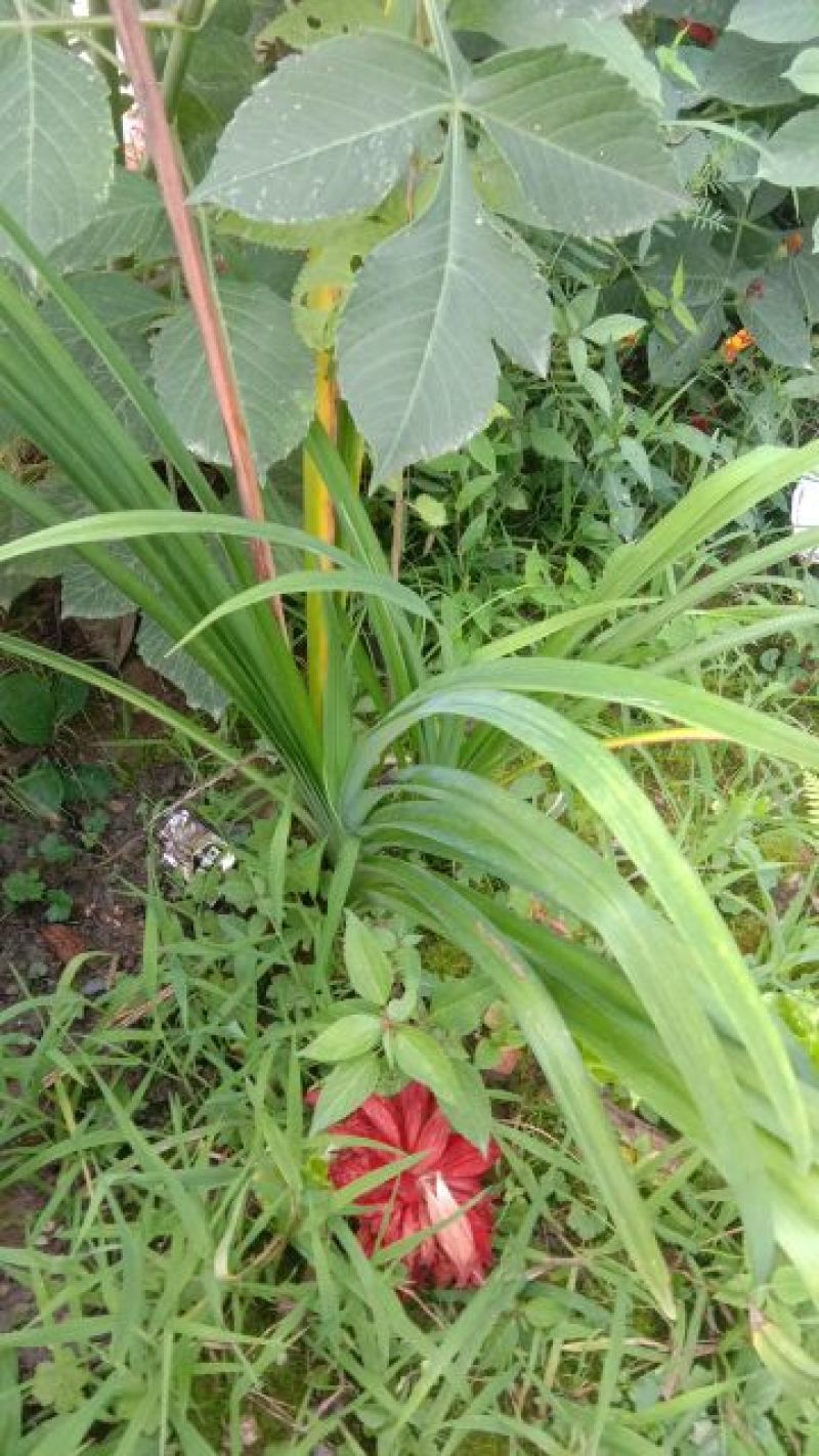 黄花菜苗萱草苗黄花菜苗观赏四季种植苗庭院阳台盆地栽南