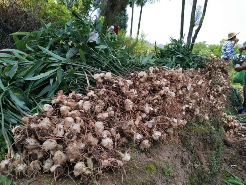 黄精种子黄精种苗黄精块茎