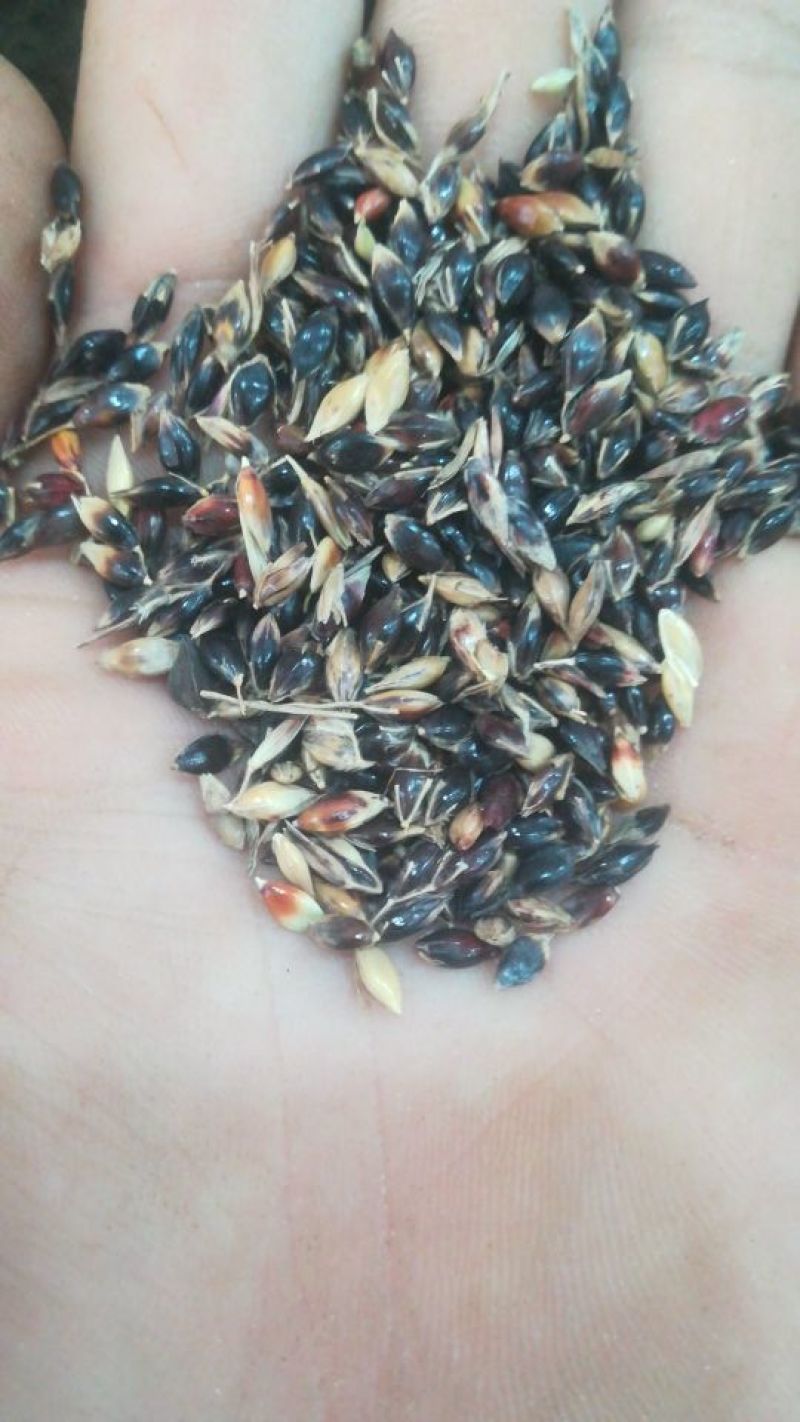 苏丹草草籽高丹草种四季牧草种子养殖再生草鱼吃的草种籽畜牧