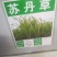 苏丹草草籽高丹草种四季牧草种子养殖再生草鱼吃的草种籽畜牧