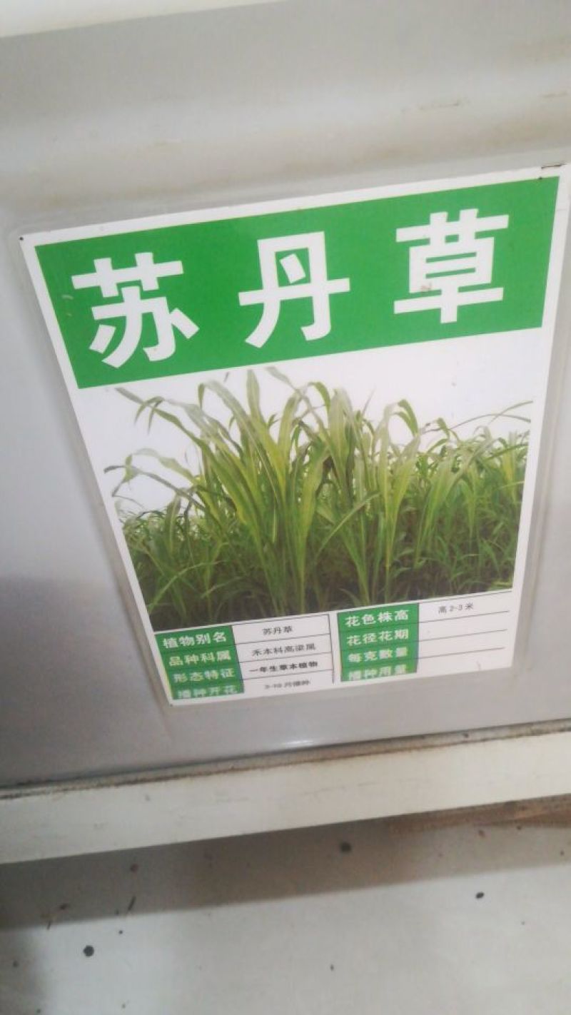 苏丹草草籽高丹草种四季牧草种子养殖再生草鱼吃的草种籽畜牧