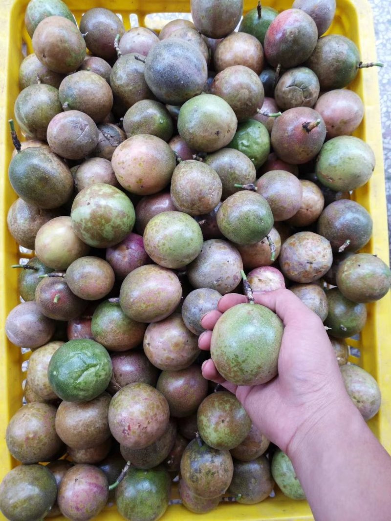 百香果