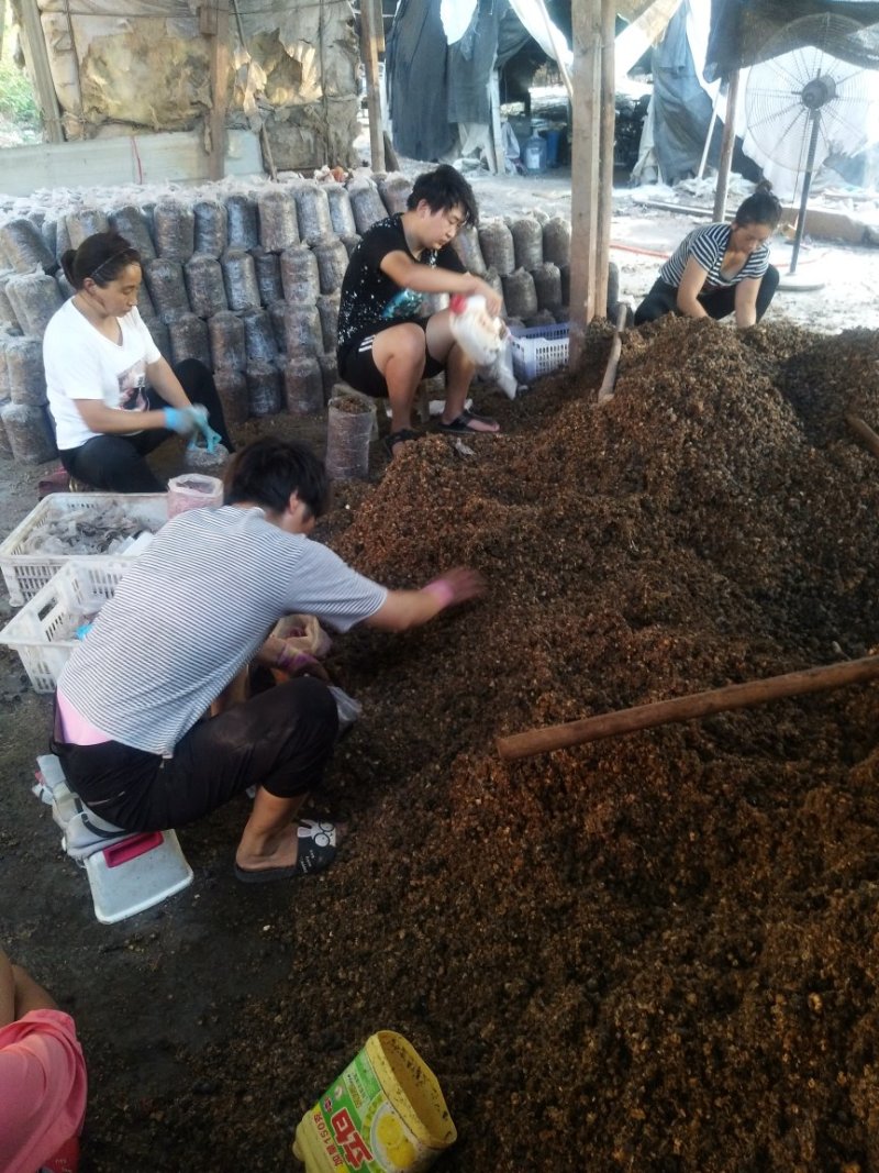 平菇菌棒高产量抗病强