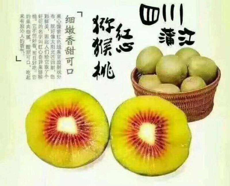 四川红心奇异果