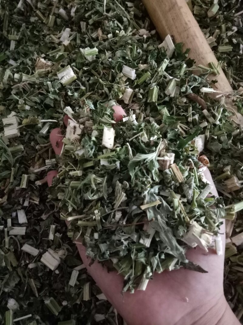 益母草
