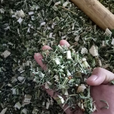 益母草