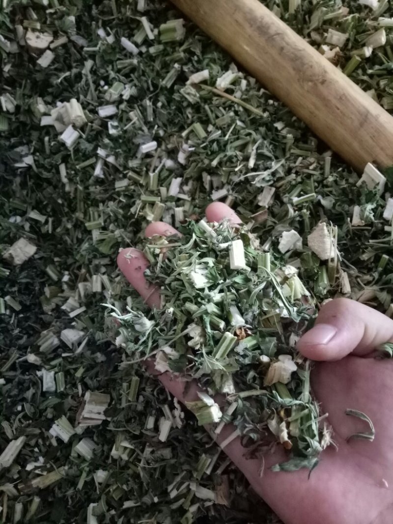 益母草
