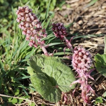 蜂斗菜苗蜂斗菜茎叶花骨朵苗峰斗菜苗蜂斗菜叶片