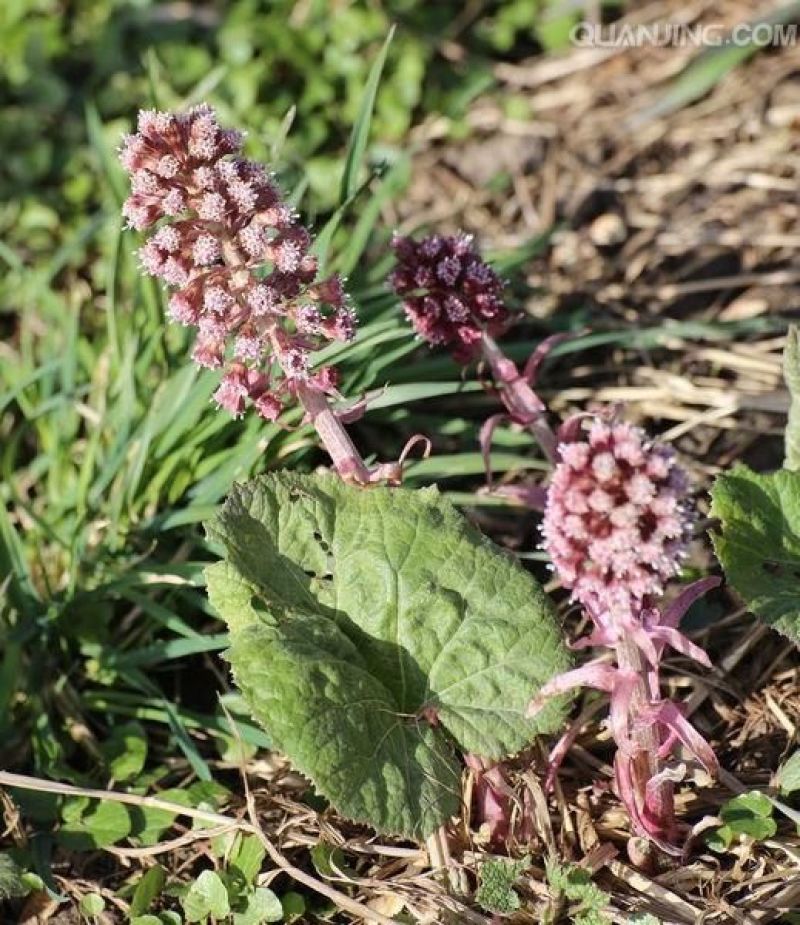 蜂斗菜苗蜂斗菜茎叶花骨朵苗峰斗菜苗蜂斗菜叶片