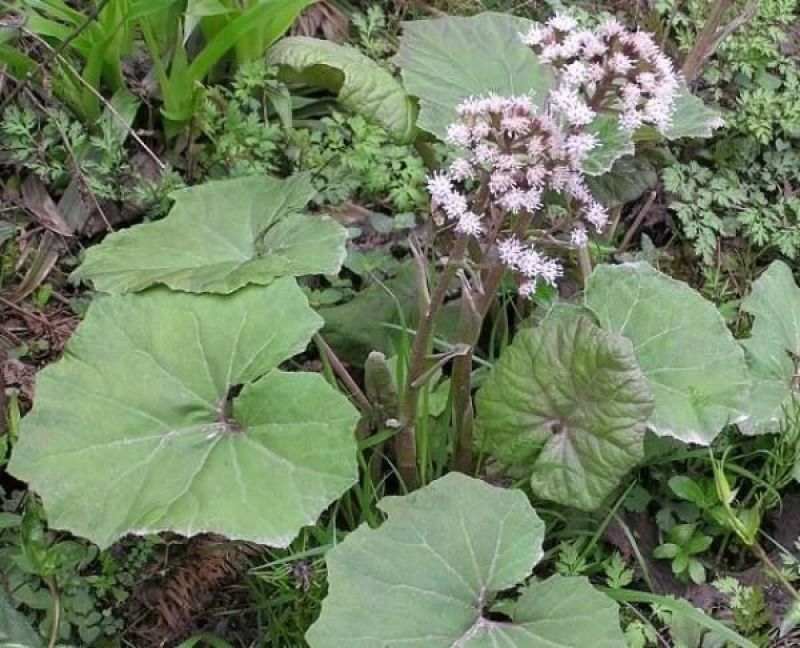 蜂斗菜苗蜂斗菜茎叶花骨朵苗峰斗菜苗蜂斗菜叶片