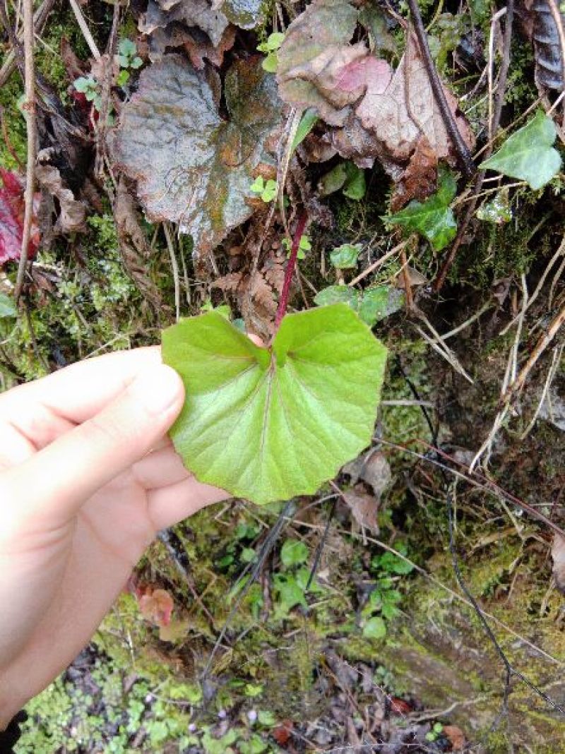 蜂斗菜苗蜂斗菜茎叶花骨朵苗峰斗菜苗蜂斗菜叶片