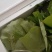 蜂斗菜苗蜂斗菜茎叶花骨朵苗峰斗菜苗蜂斗菜叶片