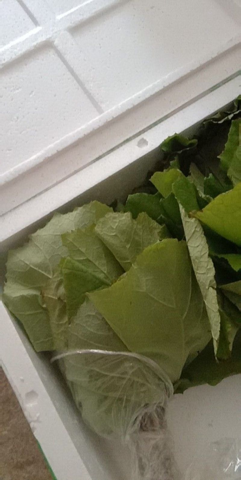 蜂斗菜苗蜂斗菜茎叶花骨朵苗峰斗菜苗蜂斗菜叶片