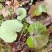蜂斗菜苗蜂斗菜茎叶花骨朵苗峰斗菜苗蜂斗菜叶片
