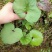 蜂斗菜苗蜂斗菜茎叶花骨朵苗峰斗菜苗蜂斗菜叶片
