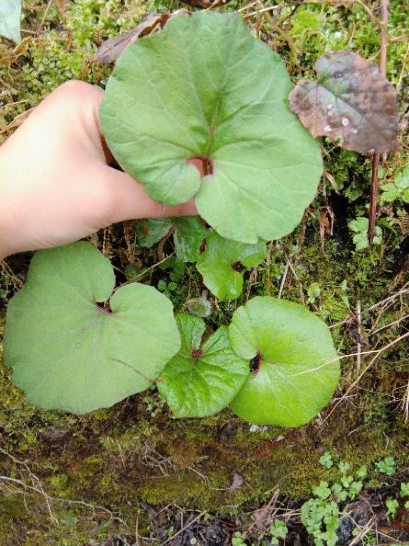 蜂斗菜苗蜂斗菜茎叶花骨朵苗峰斗菜苗蜂斗菜叶片