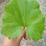 蜂斗菜苗蜂斗菜茎叶花骨朵苗峰斗菜苗蜂斗菜叶片